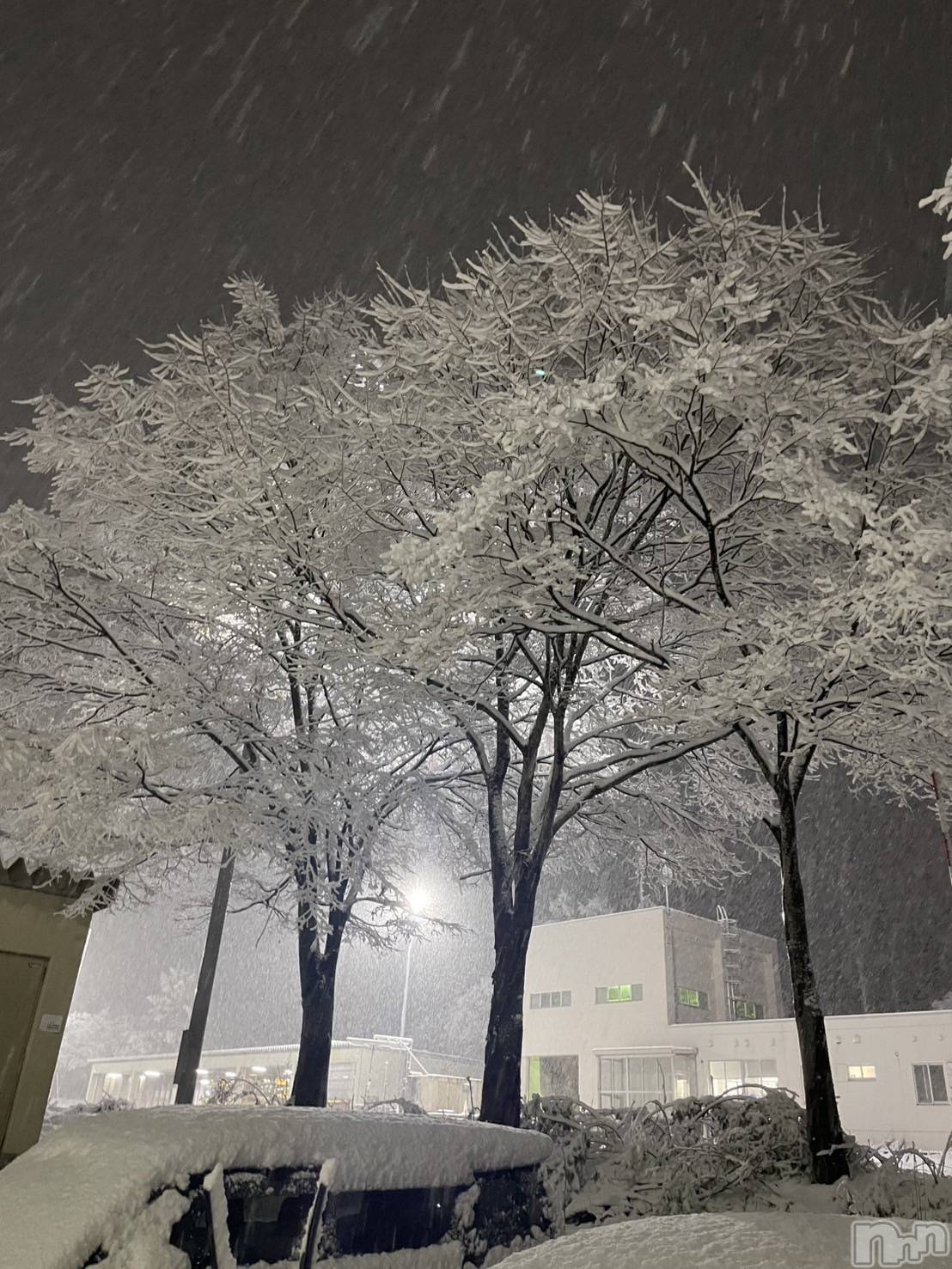 襳ѥ˥󥯥Sugar(奬) 2025ǯ1118̥֥⛄️