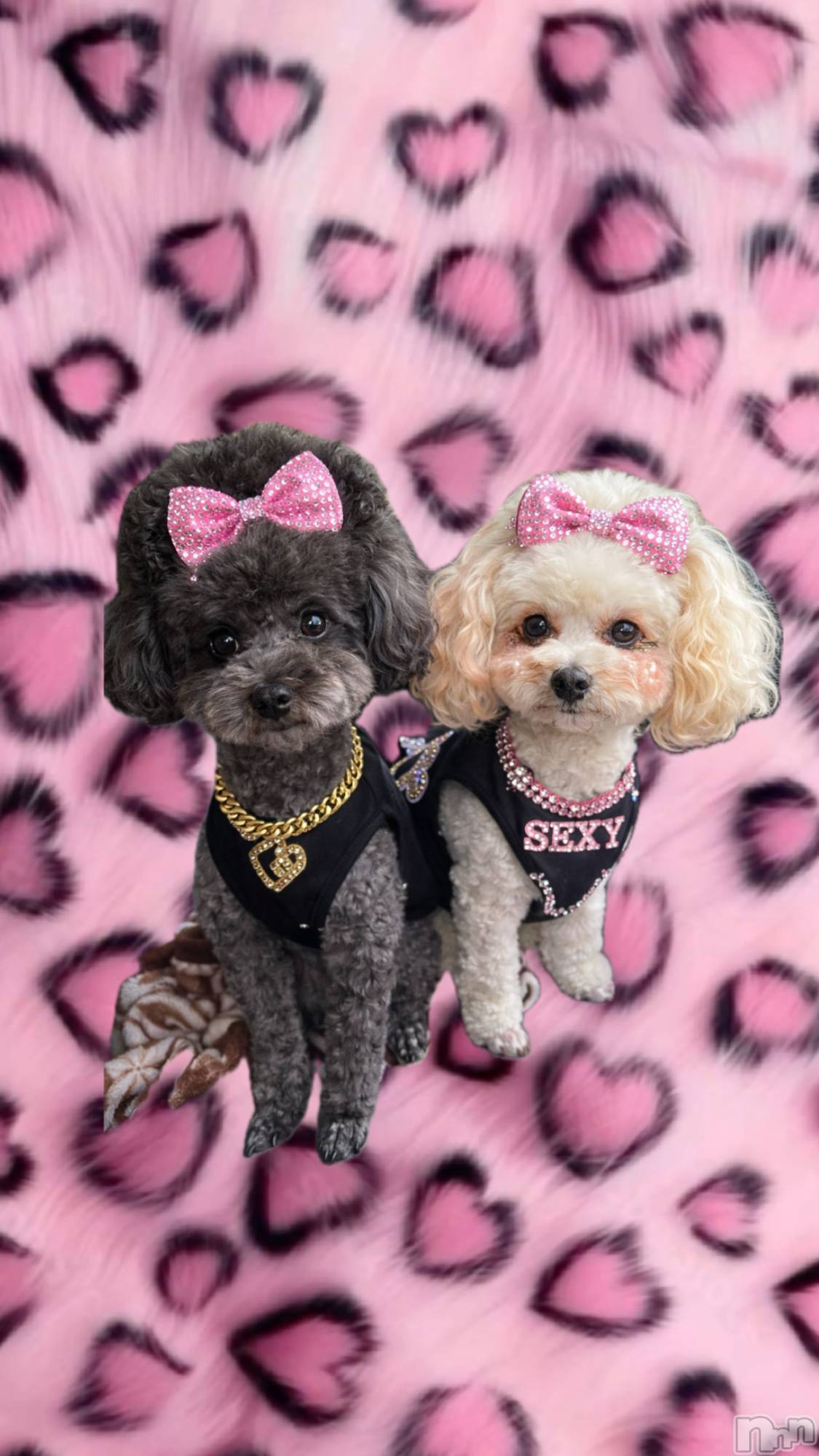 ������襳��ѥ˥��󥯥��Sugar(���奬��) ��2025ǯ12��27���̥�֥�����⛄️��