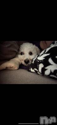襳ѥ˥󥯥Sugar(奬) Sugarޤޥ(31)530̥֥🐕 💗