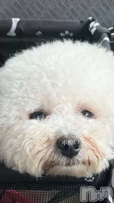 襳ѥ˥󥯥Sugar(奬) Sugarޤޥ(31)719̥֥🐕 ͗ ͗