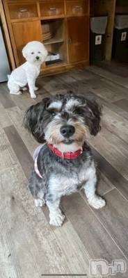 ������襳��ѥ˥��󥯥��Sugar(���奬��) Sugar�ޤ��ޥ�(31)��10��13���̥�֥�����*🥶💨*��