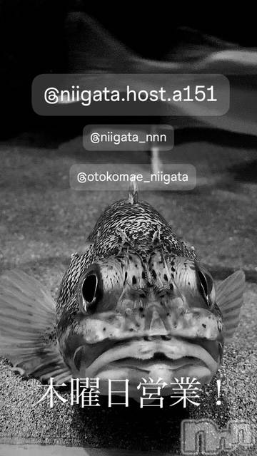 ĮۥȡܡСA151(ݥ) 褦1120̥֥