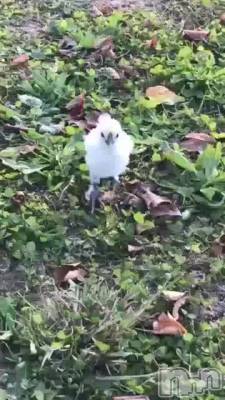 上越デリヘル 上越風俗出張アロママッサージ(ジョウエツフウゾクシュッチョウアロママッサージ) 小雪★リピ様のみ(35)の11月7日動画「#モモタとヒナ共同生活10」