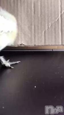 上越デリヘル 上越風俗出張アロママッサージ(ジョウエツフウゾクシュッチョウアロママッサージ) 小雪★リピ様のみ(35)の11月9日動画「#モモタとヒナ共同生活12」