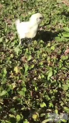 上越デリヘル 上越風俗出張アロママッサージ(ジョウエツフウゾクシュッチョウアロママッサージ) 小雪★リピ様のみ(35)の11月10日動画「#モモタとヒナ共同生活13」