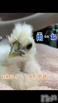 上越デリヘル 上越風俗出張アロママッサージ(ジョウエツフウゾクシュッチョウアロママッサージ) 小雪★リピ様のみ(35)の12月22日動画「本日🎉Twitterイベント🎉開催中🎀」