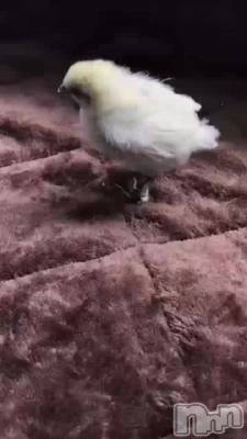 上越デリヘル 上越風俗出張アロママッサージ(ジョウエツフウゾクシュッチョウアロママッサージ) 小雪★リピ様のみ(35)の11月8日動画「#モモタとヒナ共同生活11」