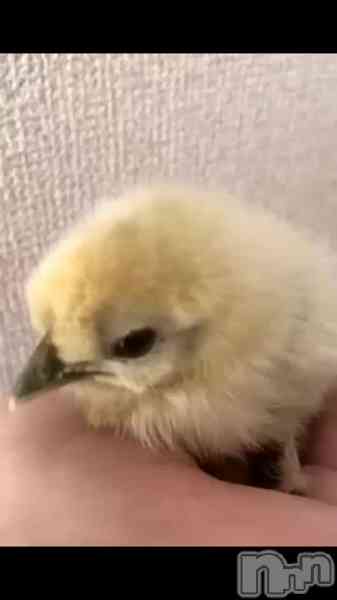 小雪★リピ様のみの動画 煉獄さん☆上越の新しい家族