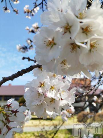 長野人妻デリヘルつまみぐい(ツマミグイ) さわ(37)の4月14日写メブログ「桜日和🌸」