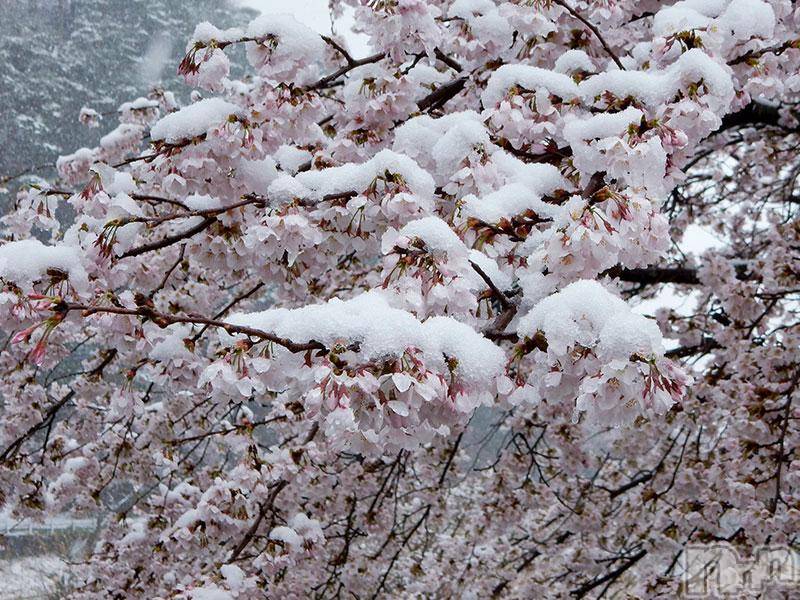 長野人妻デリヘル完熟マダム(カンジュクマダム) 円香(48)の4月3日写メブログ「雪予報が|дﾟ)!!」