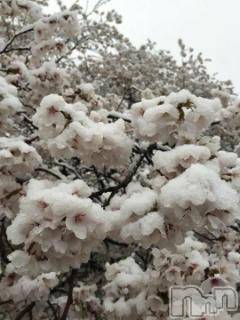 長野人妻デリヘル完熟マダム(カンジュクマダム)円香(48)の2018年4月9日写メブログ「桜端の候(’-’*)♪」