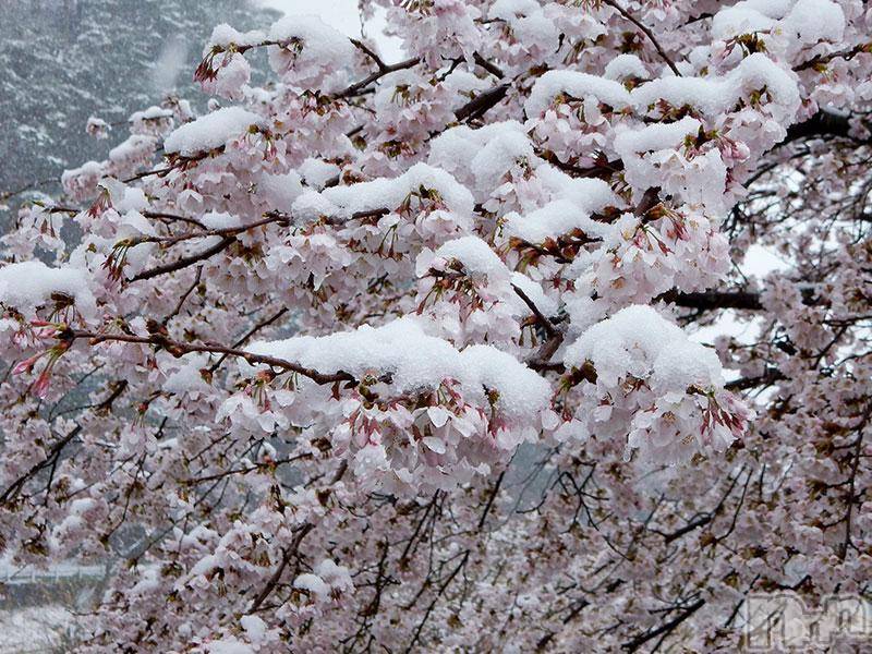 長野人妻デリヘル完熟マダム(カンジュクマダム)円香(46)の2019年4月3日写メブログ「雪予報が|дﾟ)!!」