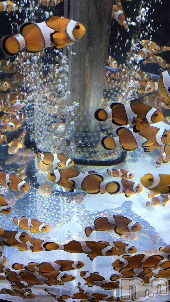 ܱХ顦֥ ץ ( ץ ޥĥ) 719̥֥֡177