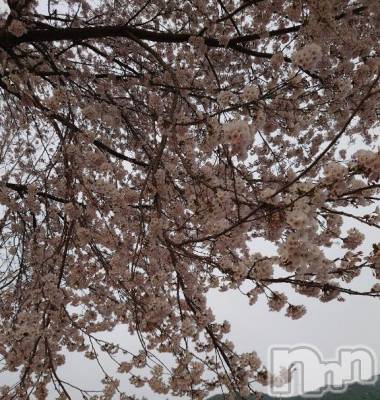 長岡デリヘル BIANCA～主人の知らない私～長岡店(ビアンカナガオカテン) 清水　くるみ(38)の4月16日写メブログ「☆春の大感謝祭☆」