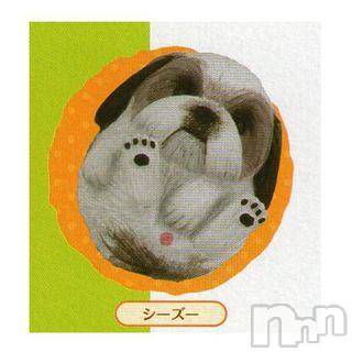 ĥʥå륺СݿξСޤޤ(ɥ󥷥祯祦ޥޥ) ߡ220̥֥֡ߤġ