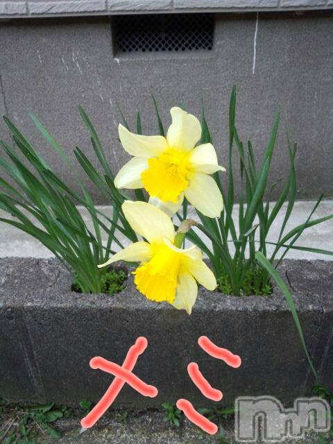 ĥʥå륺СݿξСޤޤ(ɥ󥷥祯祦ޥޥ) ߡ424̥֥֡ĽդǤͤġ