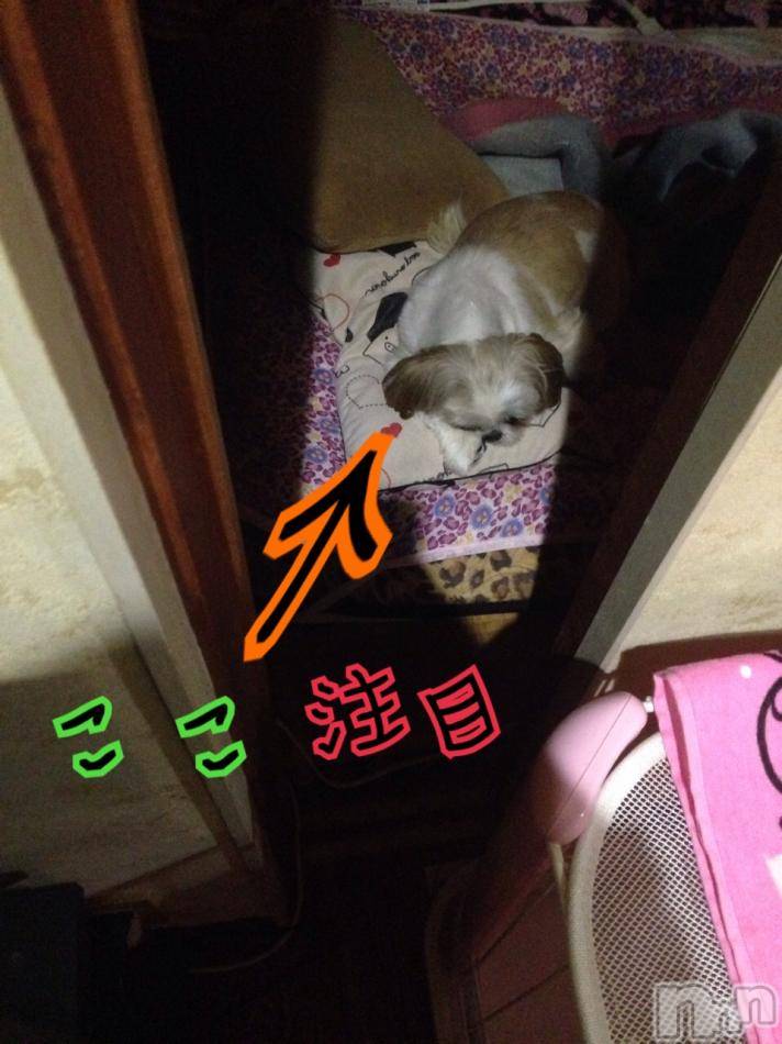 ĥʥå륺СݿξСޤޤ(ɥ󥷥祯祦ޥޥ) ߡ1126̥֥֡Ĥ??ġ