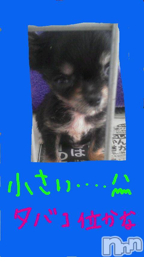 ĥʥå륺СݿξСޤޤ(ɥ󥷥祯祦ޥޥ) 2011ǯ516̥֥֤ä