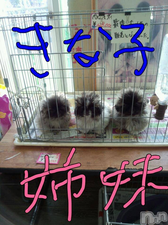 ĥʥå륺СݿξСޤޤ(ɥ󥷥祯祦ޥޥ) 2013ǯ214̥֥֡Ļ帤ġ