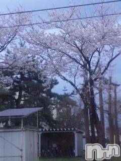 ĥʥå륺СݿξСޤޤ(ɥ󥷥祯祦ޥޥ) 416̥֥