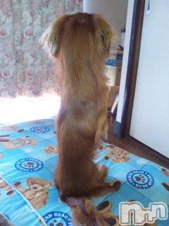 ĥʥå륺СݿξСޤޤ(ɥ󥷥祯祦ޥޥ) 2011ǯ525̥֥֤ξ֡