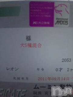 ĥʥå륺СݿξСޤޤ(ɥ󥷥祯祦ޥޥ) 2011ǯ824ֺ̥֥ġ