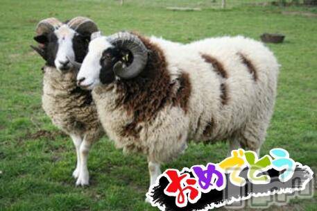ĥʥå륺СݿξСޤޤ(ɥ󥷥祯祦ޥޥ) 2015ǯ11̥֥2015ǯ