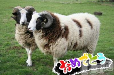 ĥʥå륺СݿξСޤޤ(ɥ󥷥祯祦ޥޥ) 11̥֥2015ǯ