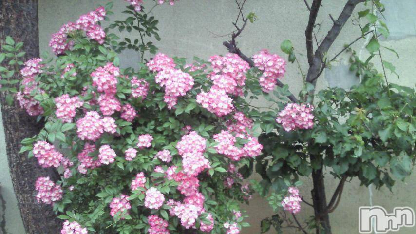 ĥʥå륺СݿξСޤޤ(ɥ󥷥祯祦ޥޥ) 2011ǯ617̥֥֤Ƥȡ