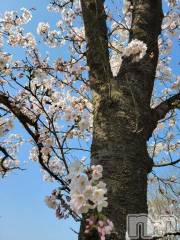 新潟デリヘル奥様特急 新潟店(オクサマトッキュウニイガタテン) ゆかり(29)の4月17日写メブログ「さくら」