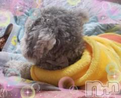 新潟デリヘル奥様特急 新潟店(オクサマトッキュウニイガタテン) ゆかり(29)の4月18日写メブログ「おはようございます」