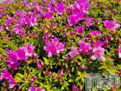 新潟デリヘル奥様特急 新潟店(オクサマトッキュウニイガタテン) ゆかり(29)の5月18日写メブログ「ご予約ありがとう」