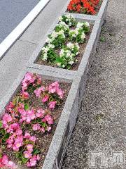 新潟デリヘル奥様特急 新潟店(オクサマトッキュウニイガタテン) ゆかり(29)の5月23日写メブログ「おやすみなさい」