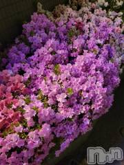 新潟デリヘル奥様特急 新潟店(オクサマトッキュウニイガタテン) ゆかり(29)の6月26日写メブログ「水曜日から」