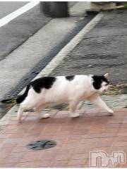 新潟デリヘル奥様特急 新潟店(オクサマトッキュウニイガタテン) ゆかり(29)の10月28日写メブログ「出勤」