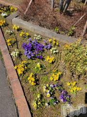 新潟デリヘル奥様特急 新潟店(オクサマトッキュウニイガタテン) ゆかり(29)の3月26日写メブログ「出勤」