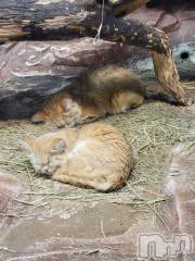 新潟デリヘル奥様特急 新潟店(オクサマトッキュウニイガタテン) ゆかり(29)の8月30日写メブログ「ありがとう」