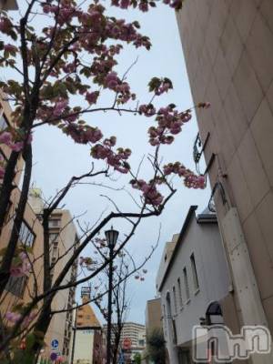 新潟デリヘル 奥様特急 新潟店(オクサマトッキュウニイガタテン) ゆかり(29)の4月26日写メブログ「おはようございます」