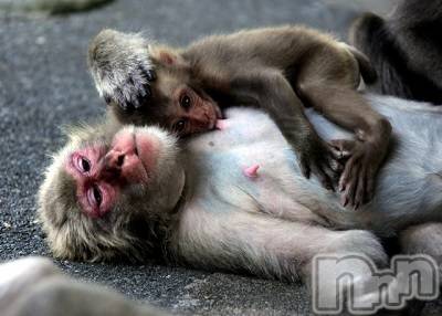 長岡デリヘル(ナガオカシソウゴウデリヘルカラー)の2021年9月21日お店速報「手コキと乳首舐めは最強な組み合わせイベント告知有り」