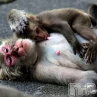 長岡デリヘル 長岡市総合デリヘル COLOR～デリヘル・手コキ・密着エステ～(ナガオカシソウゴウデリヘルカラー)の9月21日お店速報「手コキと乳首舐めは最強な組み合わせイベント告知有り」