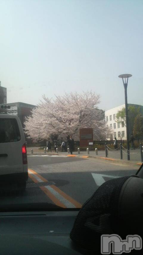 長岡デリヘルばななフレンド(バナナフレンド) かすみ(24)の4月1日写メブログ「桜だよ〓」