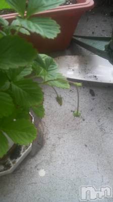 長岡デリヘル ばななフレンド(バナナフレンド) かすみ(24)の7月10日写メブログ「いちごー＼(^-^)／」