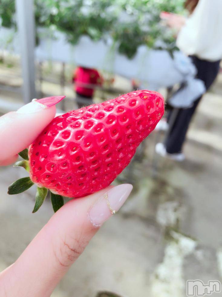 ܱХ顦֥ ץ ( ץ ޥĥ)  ʤ216̥֥֤衼ӡ