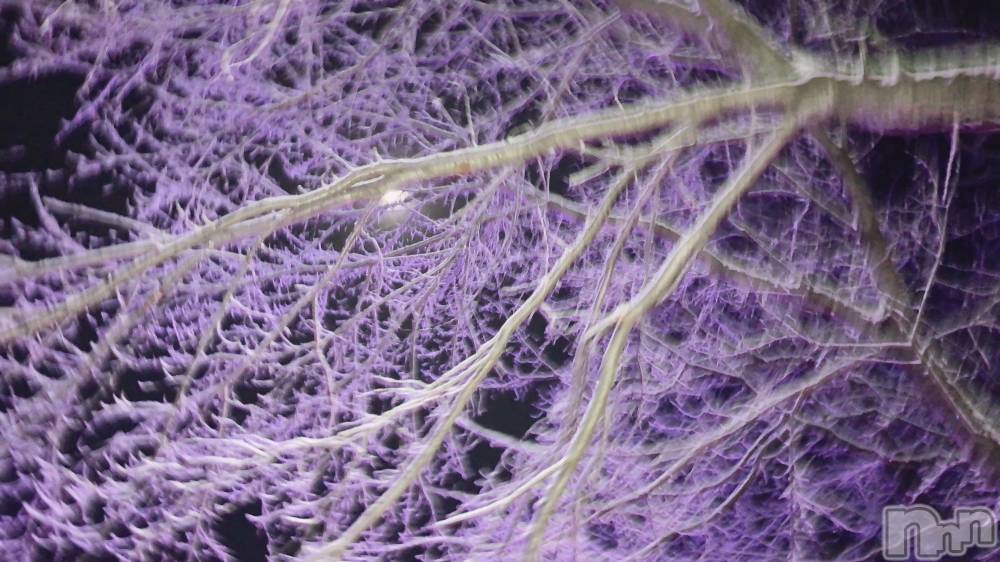 ܱХ顦֥ ץ ( ץ ޥĥ)  ʤ114̥֥❄️