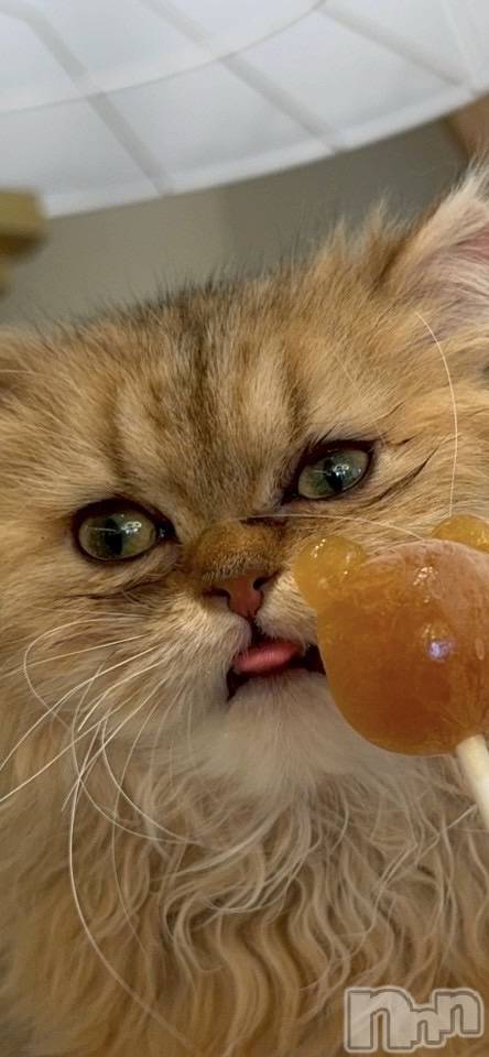 ܱХ顦֥ ץ ( ץ ޥĥ)  ʤ523̥֥🐱☕️