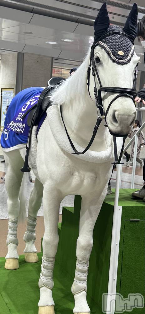 ���ܱ�������Х��顦����֥���� �ץ���� ����(����� �ץ���� �ޥĥ��) ��� ����ʤ�1��14���̥�֥�����🐴��