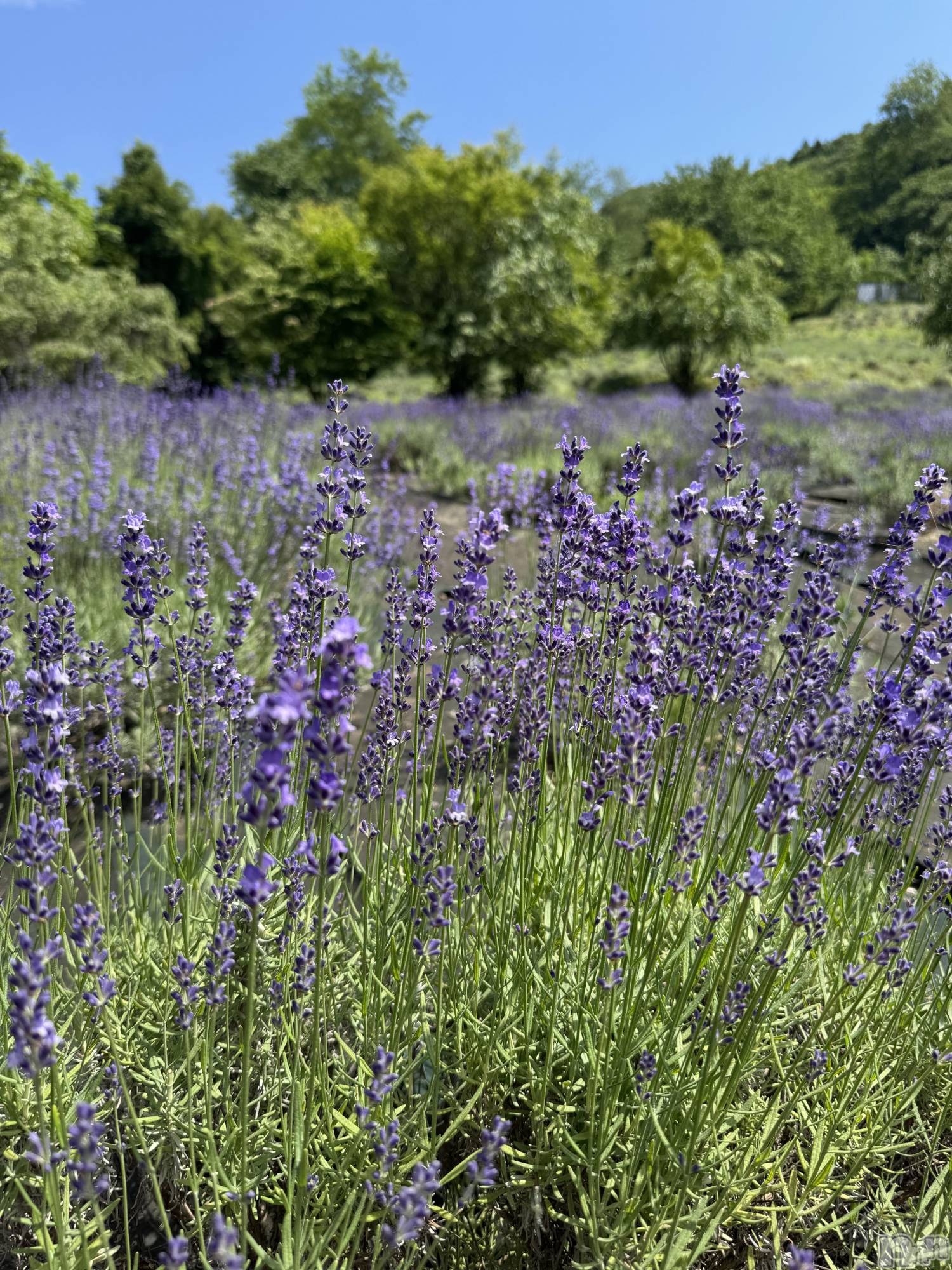 ܱХ顦֥ ץ ( ץ ޥĥ) 2025ǯ621̥֥🪻💜