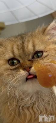 ܱХ顦֥ ץ ( ץ ޥĥ)  ʤ523̥֥🐱☕️