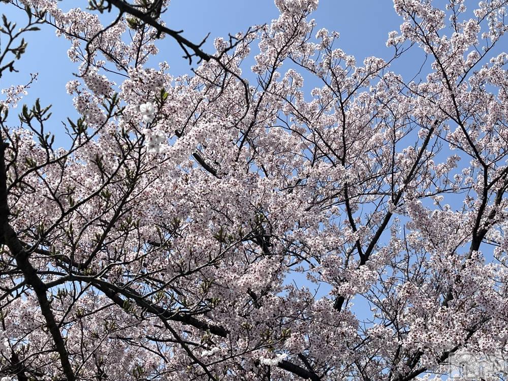 ĮХ顦club Diana(֥ǥ) ڤ414̥֥🌸