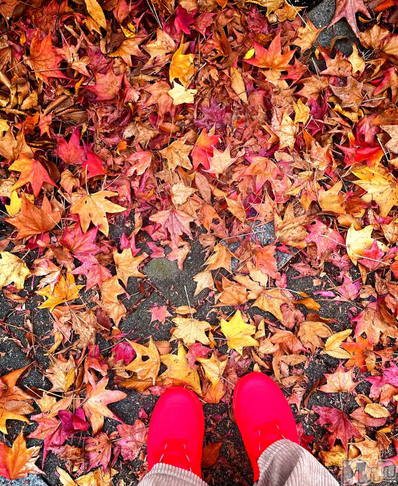 上越デリヘル上越最安値！奥様Deli急便(ジョウエツサイヤスネ！オクサマデリキュウビン) 限定レア出勤 はるか(42)の11月15日写メブログ「明日(//∇//)」